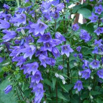 Колокольчик крапиволистный (Campanula trachelium) Колокольчик крапиволистный (Campanula trachelium)