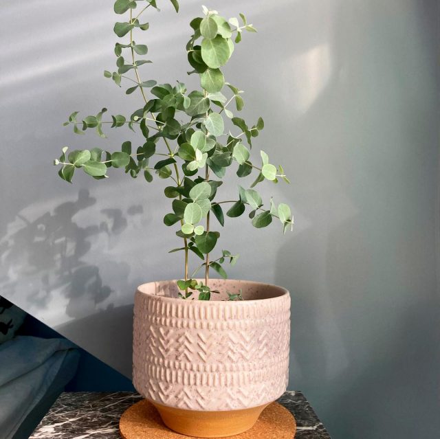 Эвкалипт (Eucalyptus) Эвкалипт (Eucalyptus)