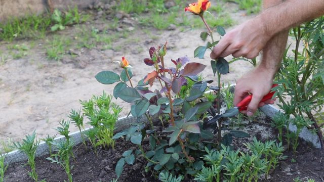Обрезка флорибунд Обрезка флорибунд