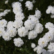Тысячелистник птармика, сорт «Зе перл» (The Pearl) Тысячелистник птармика, сорт «Зе перл» (The Pearl)