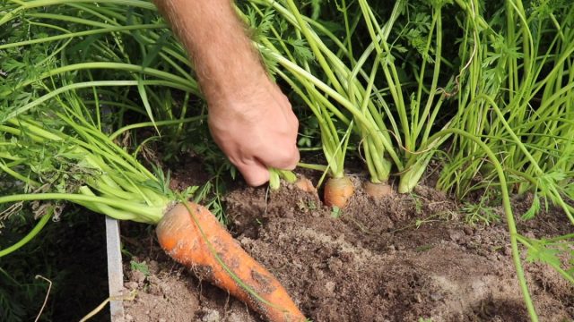 Как правильно убрать морковь и подготовить корнеплоды к зимнему хранению? Как правильно убрать морковь и подготовить корнеплоды к зимнему хранению?