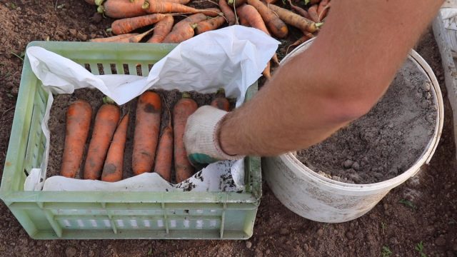 Хранение моркови в песке Хранение моркови в песке