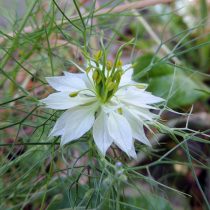 Нигелла посевная (Nigella sativa) Нигелла посевная (Nigella sativa)