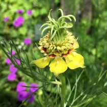 Нигелла восточная (Nigella orientalis) Нигелла восточная (Nigella orientalis)