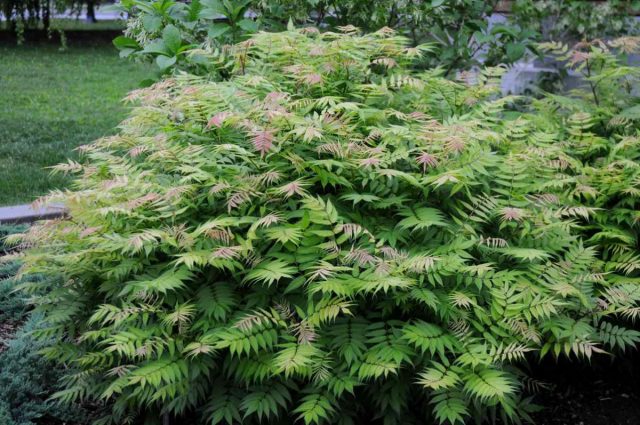 Рябинник рябинолистный (Sorbaria sorbifolia), сорт «Сэм» (Sem) Рябинник рябинолистный (Sorbaria sorbifolia), сорт «Сэм» (Sem)