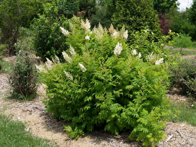 Рябинник рябинолистный (Sorbaria sorbifolia) Рябинник рябинолистный (Sorbaria sorbifolia)