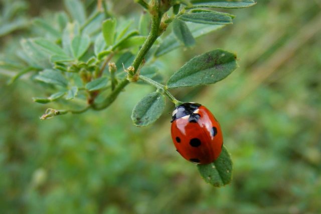 Семиточечная божья коровка (Coccinella septempunctata) Семиточечная божья коровка (Coccinella septempunctata)