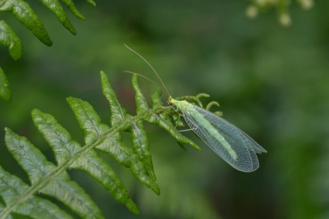 Златоглазка (Chrysopidae) Златоглазка (Chrysopidae)