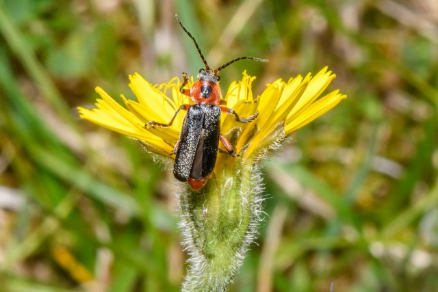 Жук-пожарник, или мягкотелка (Cantharidae) Жук-пожарник, или мягкотелка (Cantharidae)