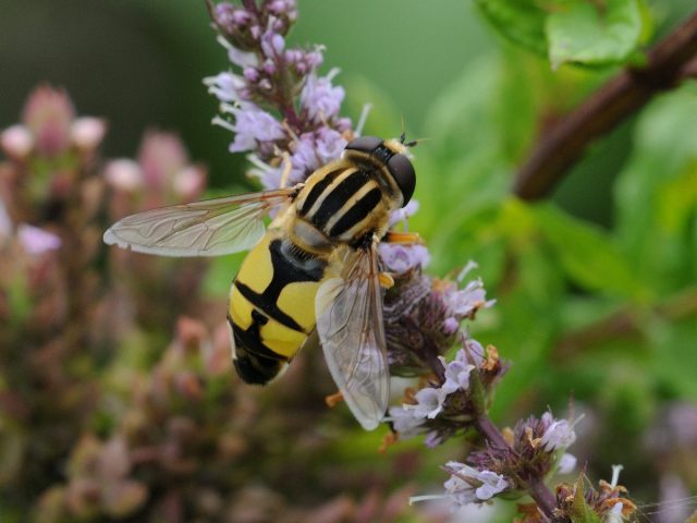 Муха-журчалка (Syrphidae) Муха-журчалка (Syrphidae)