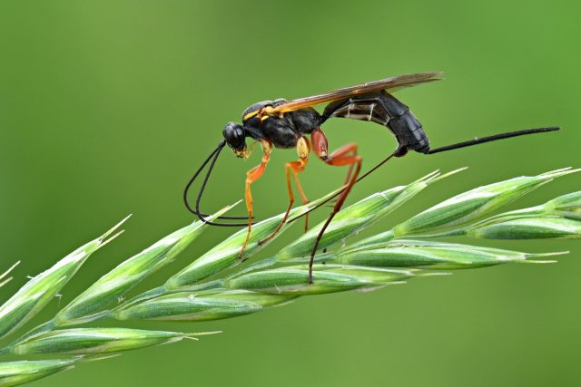 Наездник (Parasitica) Наездник (Parasitica)