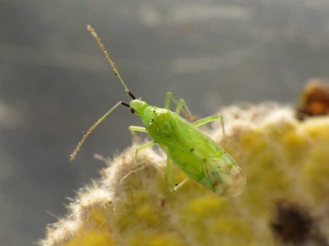Макролофус (Macrolophus) Макролофус (Macrolophus)