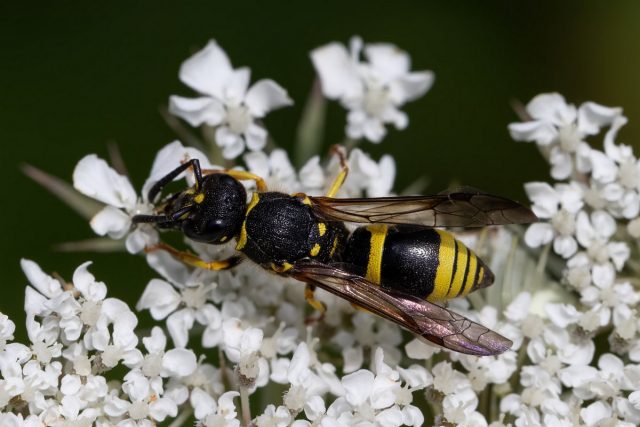 Одиночная оса (Eumeninae) Одиночная оса (Eumeninae)
