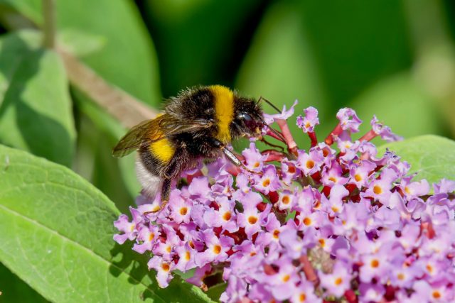 Шмель (Bombus) Шмель (Bombus)