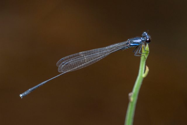 Стрекоза (Odonata) Стрекоза (Odonata)