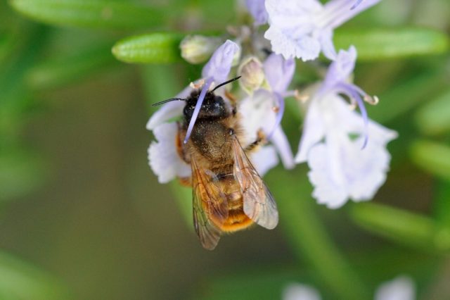 Пчела осмия (Osmia) Пчела осмия (Osmia)
