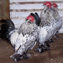 Бельгийская из Уккле Бельгийская из Уккле