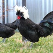 Голландские белохохлые куры Голландские белохохлые куры
