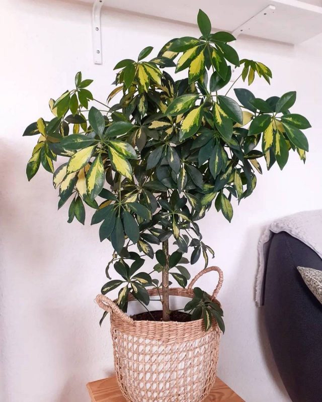 Гептаплеурум древесный (Heptapleurum arboricola), или Шеффлера древесная (Schefflera arboricola) Гептаплеурум древесный (Heptapleurum arboricola), или Шеффлера древесная (Schefflera arboricola)