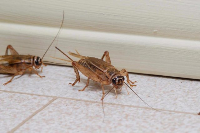 Сверчки домовые (Acheta Domesticus) Сверчки домовые (Acheta Domesticus)