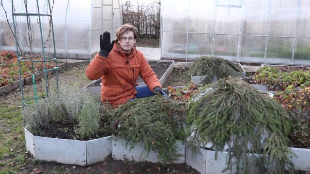 Как сохранить хризантему мультифлора зимой? Как сохранить хризантему мультифлора зимой?