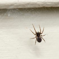 Черный домашний паук (Badumna insignis) Черный домашний паук (Badumna insignis)