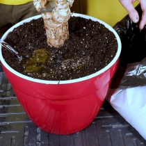 Засыпайте землю поверх корней и пролейте водой Засыпайте землю поверх корней и пролейте водой