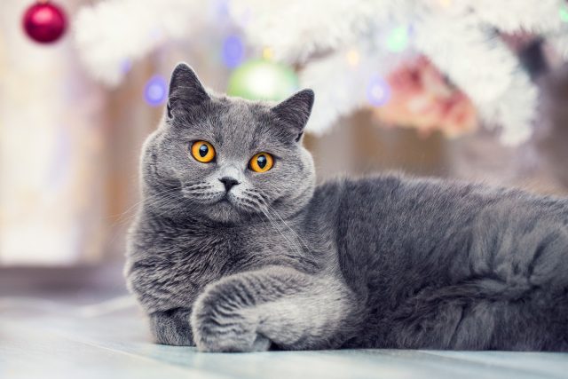 Самые интересные и популярные породы короткошерстных кошек Самые интересные и популярные породы короткошерстных кошек