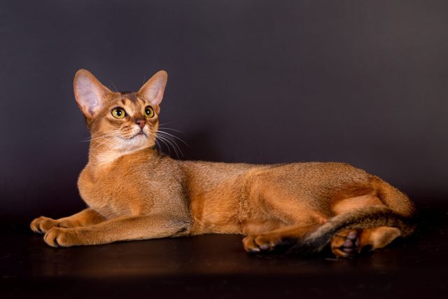 Абиссинская кошка Абиссинская кошка