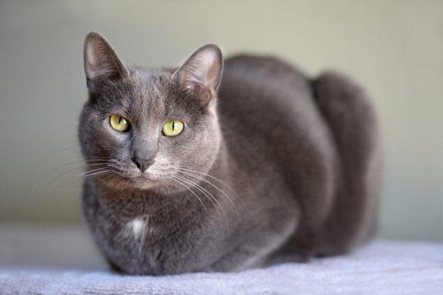 Корат (Си-соват) Корат (Си-соват)