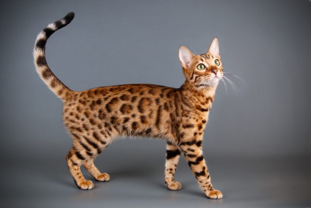 Бенгальская кошка Бенгальская кошка
