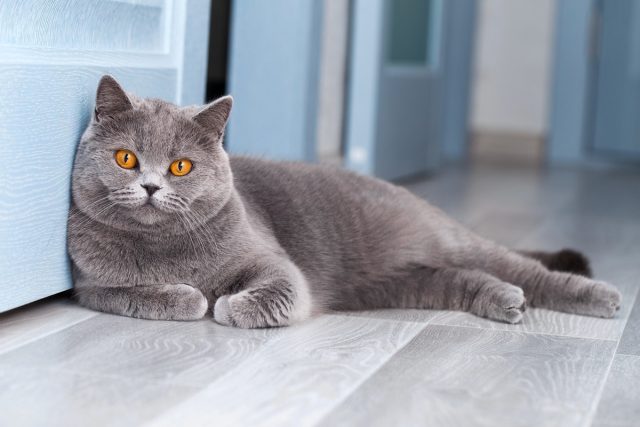 Британская короткошерстная кошка Британская короткошерстная кошка