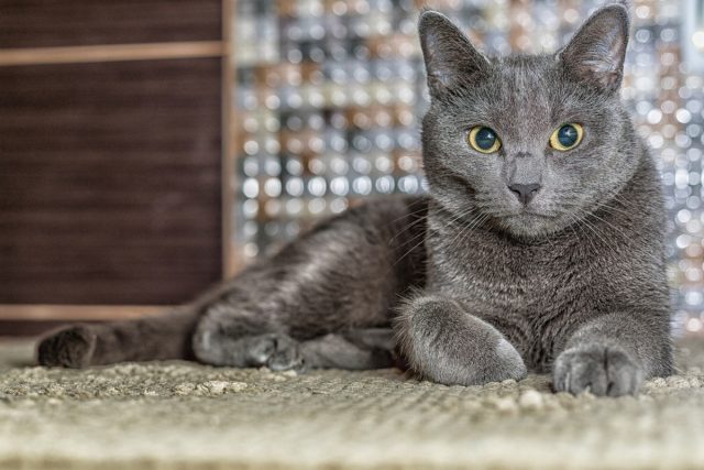Русская голубая кошка Русская голубая кошка