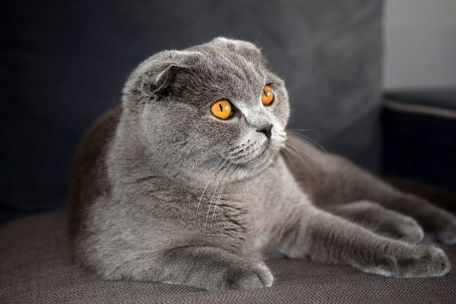 Скоттиш фолд, или шотландская вислоухая кошка Скоттиш фолд, или шотландская вислоухая кошка