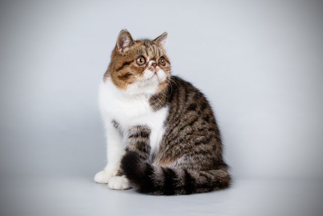 Экзотическая короткошерстная кошка Экзотическая короткошерстная кошка