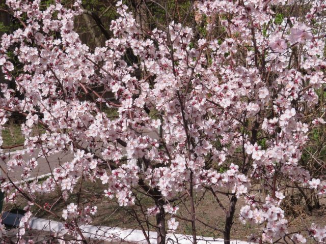 Абрикос сибирский (Prunus sibirica, или Armeniaca sibirica) Абрикос сибирский (Prunus sibirica, или Armeniaca sibirica)