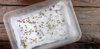 Стратификация семян в домашних условиях