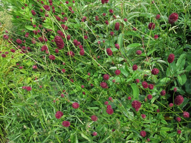 Кровохлебка лекарственная «Танна» (Sanguisorba officinalis 'Tanna') Кровохлебка лекарственная «Танна» (Sanguisorba officinalis 'Tanna')