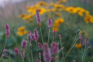Кровохлебка лекарственная «Пинк Танна» (Sanguisorba officinalis 'Pink Tanna') Кровохлебка лекарственная «Пинк Танна» (Sanguisorba officinalis 'Pink Tanna')