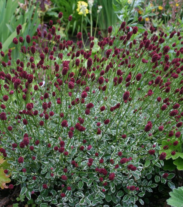 Кровохлебка малая «Литтл Ангел» (Sanguisorba officinalis var. microcephala ‘Little Angel’) Кровохлебка малая «Литтл Ангел» (Sanguisorba officinalis var. microcephala ‘Little Angel’)