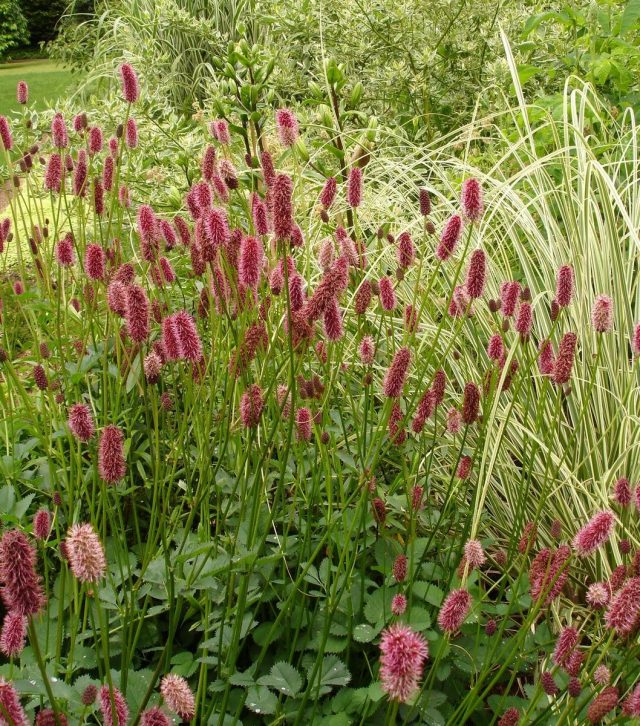 Кровохлебка Мензиса (Sanguisorba menziesii) Кровохлебка Мензиса (Sanguisorba menziesii)