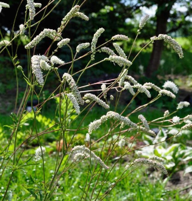 Кровохлебка Обтуза «Альба» (Sanguisorba obtusa ‘Alba‘) Кровохлебка Обтуза «Альба» (Sanguisorba obtusa ‘Alba‘)