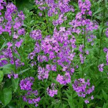 Гесперис сибирский (Hesperis sibirica) Гесперис сибирский (Hesperis sibirica)