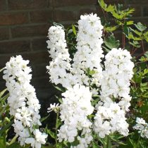 Вечерница матроны, или ночная фиалка (Hesperis matronalis), форма 'Alba Plena' Вечерница матроны, или ночная фиалка (Hesperis matronalis), форма 'Alba Plena'