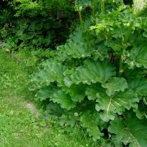 Ревень волнистый (Rheum rhabarbarum)