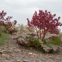 Ревень смородинный (Rheum ribes)