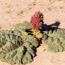 Ревень татарский (Rheum tataricum)