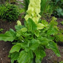 Ревень Александры (Rheum alexandrae)