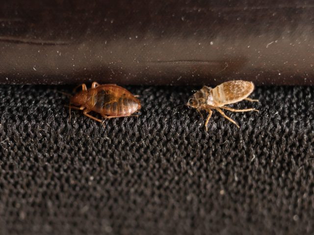 Постельный клоп (Cimex lectularius) Постельный клоп (Cimex lectularius)