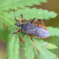 Хищнец кольчатый (Rhynocoris annulatus) Хищнец кольчатый (Rhynocoris annulatus)